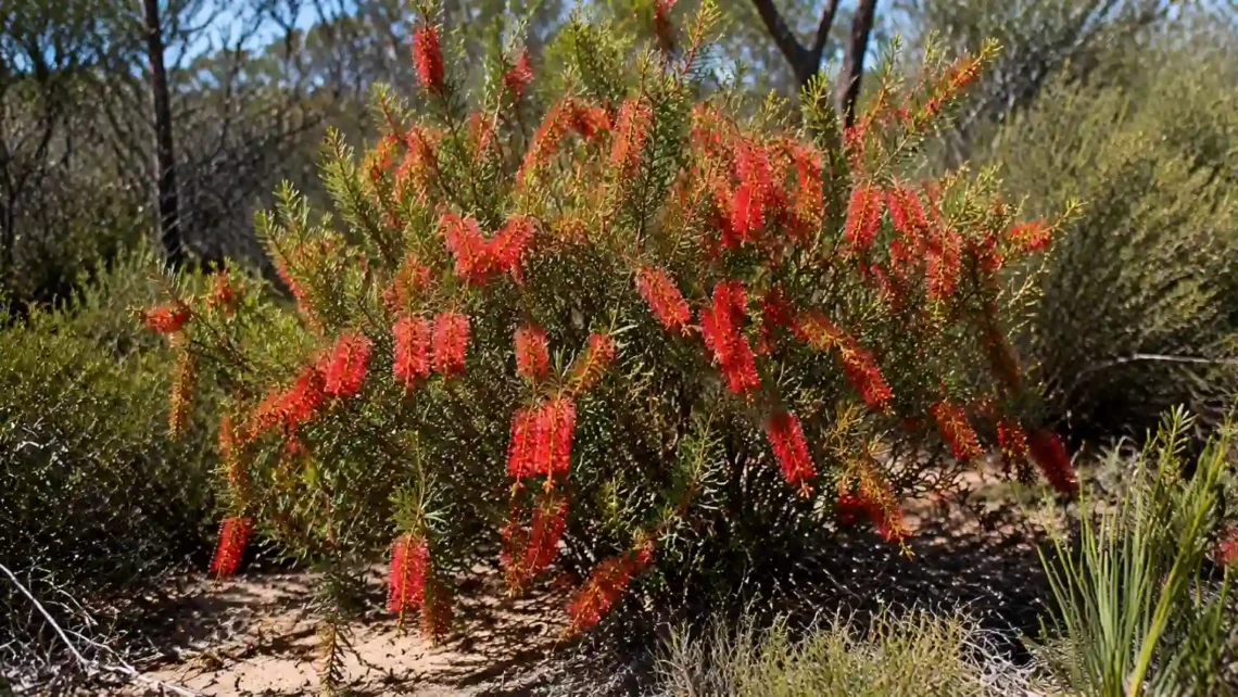 calothamnus quadrifidus