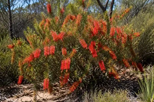 calothamnus quadrifidus