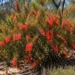 calothamnus quadrifidus