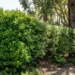 can lilly pilly grow in shade