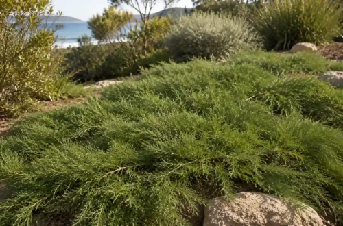 casuarina ground cover