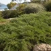 casuarina ground cover
