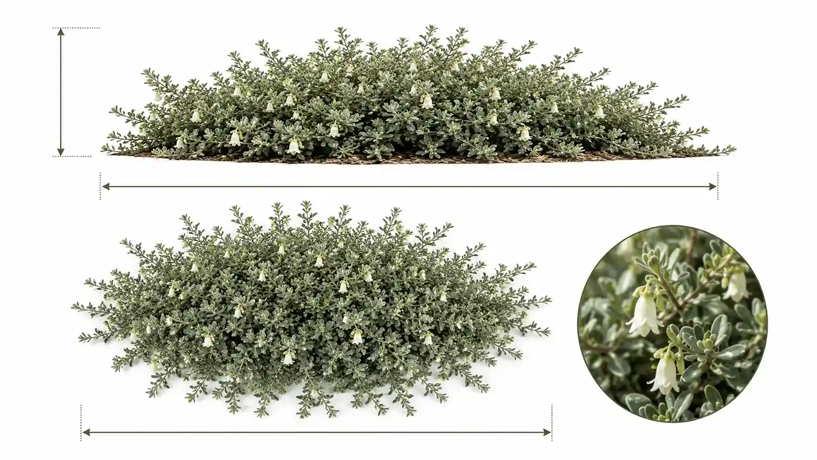 correa alba prostrate