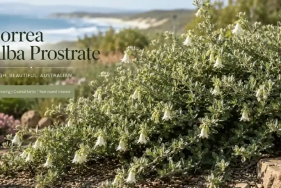 correa alba prostrate