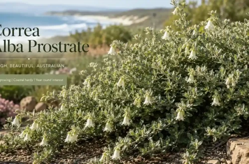 correa alba prostrate