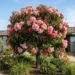 corymbia ficifolia pink