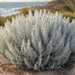 dwarf cushion bush
