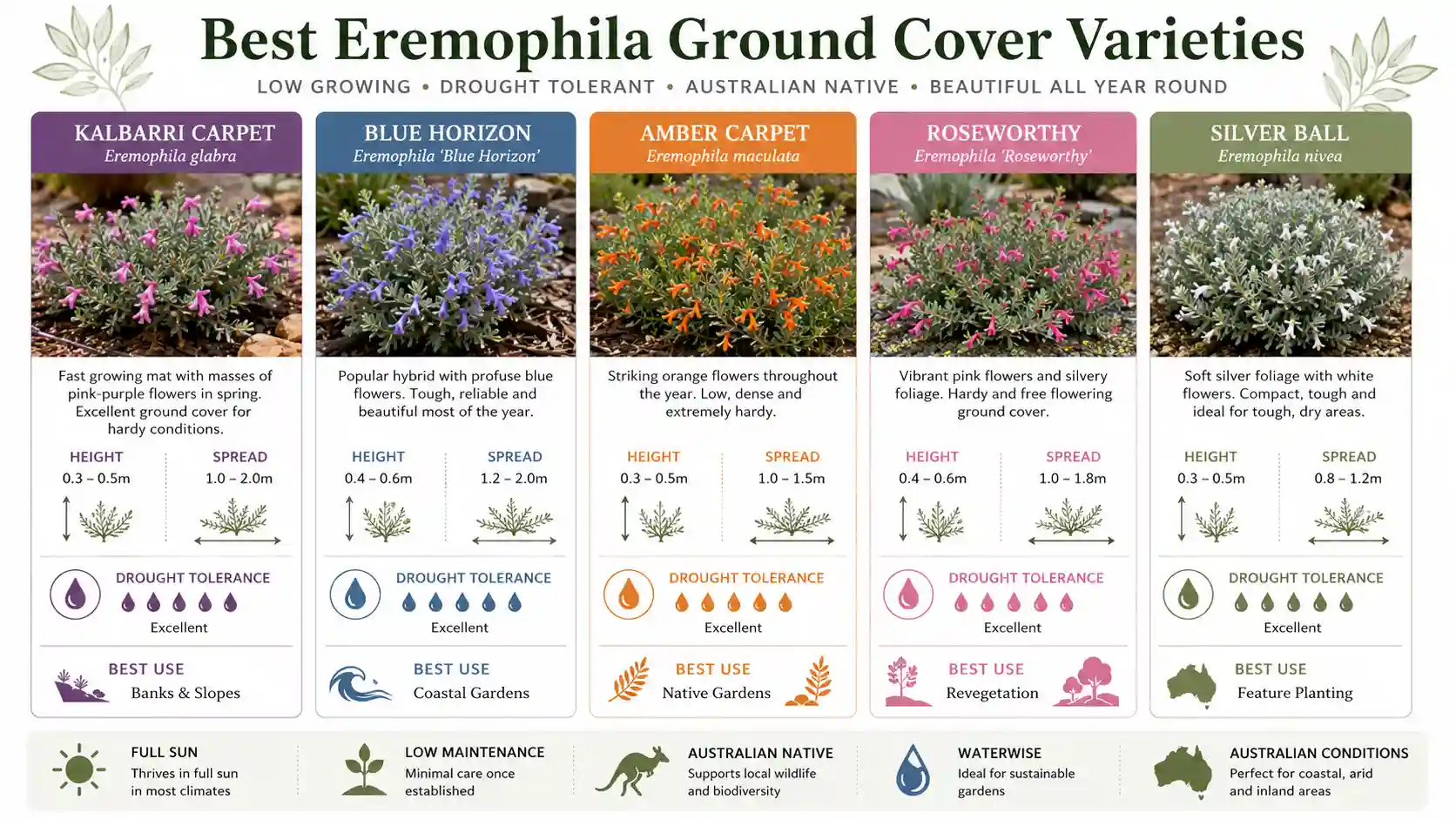 eremophila ground cover