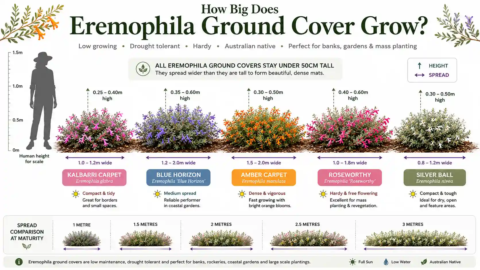 eremophila ground cover