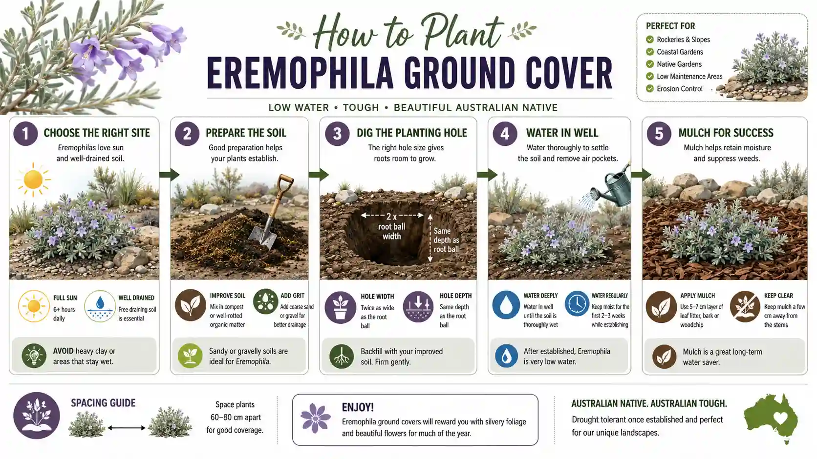 eremophila ground cover