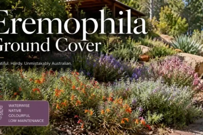 eremophila ground cover