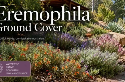 eremophila ground cover