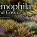 eremophila ground cover