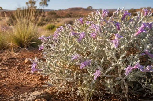 eremophila waitii