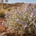 eremophila waitii