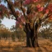 eucalyptus sideroxylon rosea