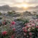 frost hardy grevilleas