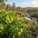 goodenia ovata