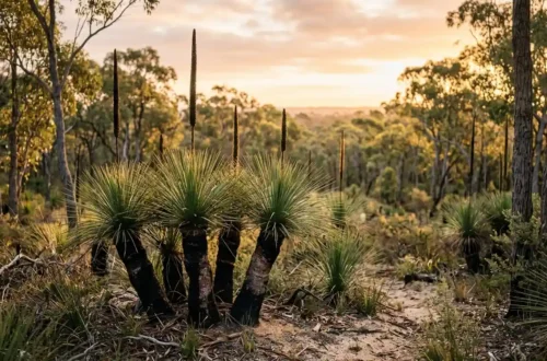 grass trees perth