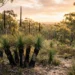 grass trees perth