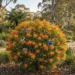 grevillea amber blaze
