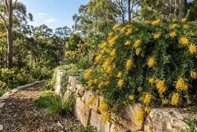 grevillea cooroora cascade