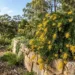 grevillea cooroora cascade