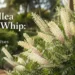 grevillea ivory whip