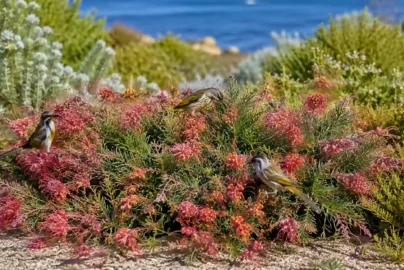 grevillea preissii seaspray