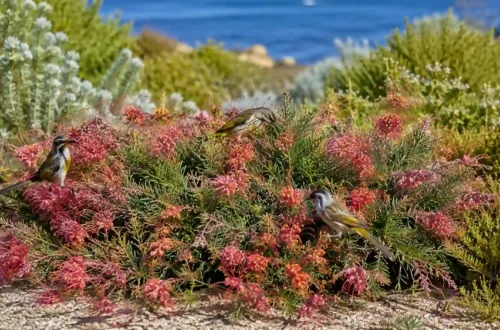 grevillea preissii seaspray