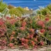 grevillea preissii seaspray