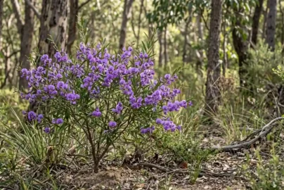 hovea acutifolia