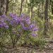 hovea acutifolia
