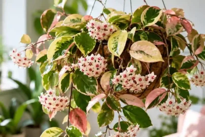hoya australis lisa flower