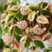 hoya australis lisa flower