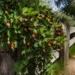 kennedia nigricans