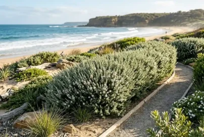 leptospermum foreshore