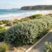leptospermum foreshore