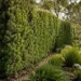 leptospermum seclusion