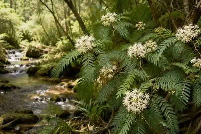 lomatia myricoides