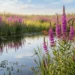lythrum salicaria