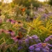 native plants that attract butterflies