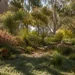 native plants that grow in shade