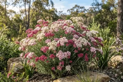 ozothamnus colour surprise