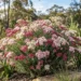 ozothamnus colour surprise