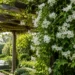 pandorea pandorana snowbells