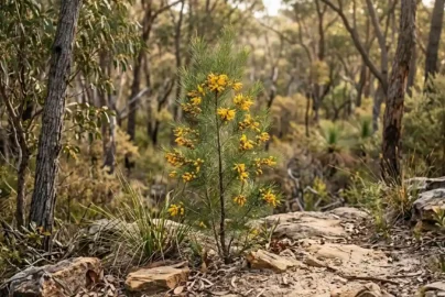 persoonia pinifolia