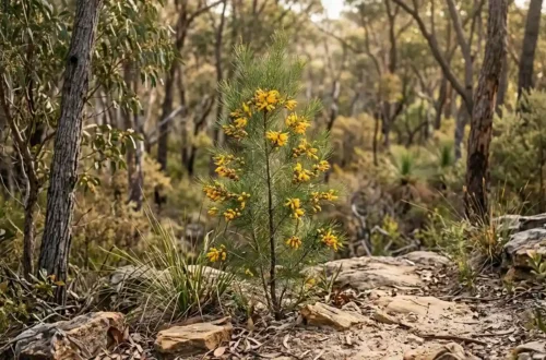 persoonia pinifolia