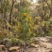 persoonia pinifolia