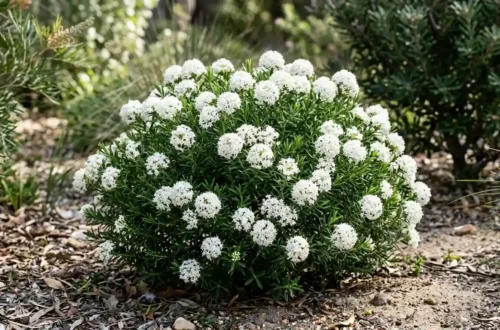 pimelea snowball
